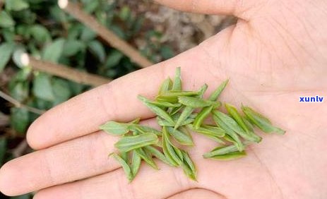 茶叶品种与口感对比：哪种茶叶最香喝？