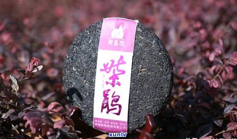 普洱茶与藏茶的对比：哪一种更好？探究两者的特点和区别