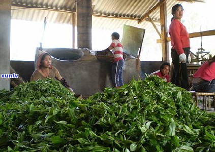 探索老班章茶的健益处：一款提升生活质量的神秘茶叶