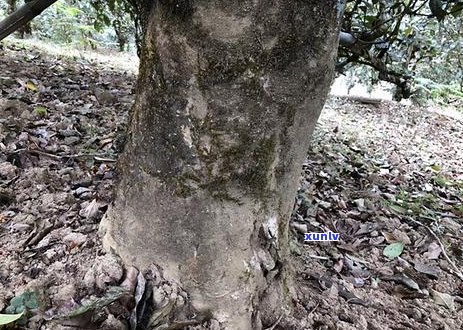 普洱茶二十年价格演变：从过去到现在的市场行情全解析