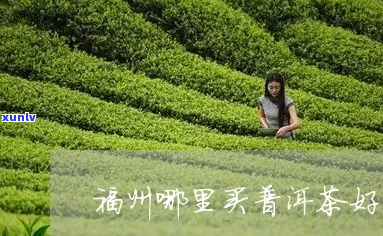 福州普洱茶哪里买比较好一点