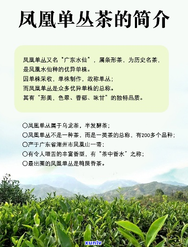 凤凰单枞是普洱茶吗，百度百科告诉你答案。凤凰单枞茶属于什么类别？