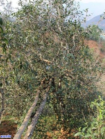 普洱茶的分布与产区特征：地理范围与产区特点解析