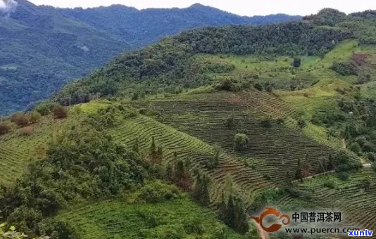 勐海布朗山茶区：古树茶的宝藏之地，品味云南普洱的醇厚之美