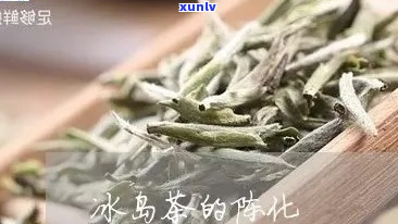 冰岛茶的陈化：时间与品质的关系探究