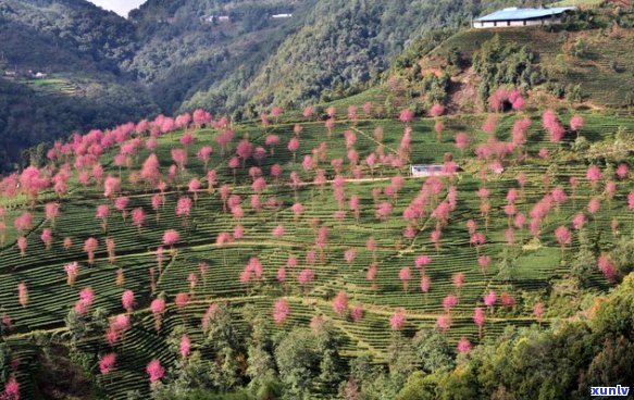 临沧无量山普洱茶357克多少钱？云南无量山古树普洱茶怎样？