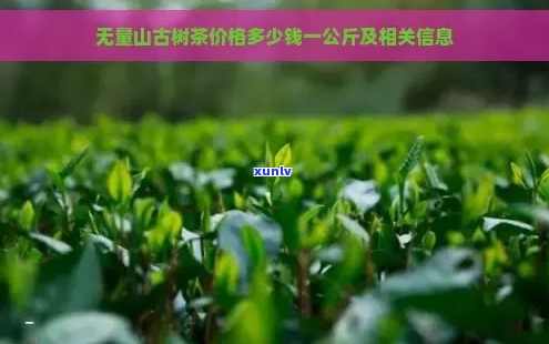 普洱茶无量山古树茶价格及口感汇总：1斤多少钱？