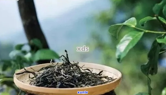 云南田瑙嗛普洱茶：娆？香韵，古树茶韵之美