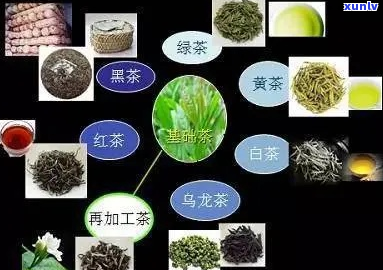 探索清茶的世界：了解各种类型的绿茶、红茶和乌龙茶