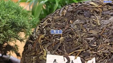 云南金针普洱熟茶：品质与价格分析