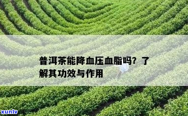 普洱茶对高血压的作用及可能的副作用：一份全面解析