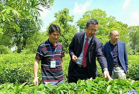 云南特色有机普洱茶套餐品质排行