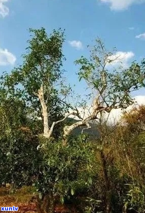 普洱茶古树与台地茶：二者之间的区别与特色分析