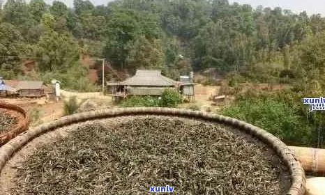 大益老班章：纯正原产地，品质越的普洱茶体验