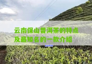 保山产区的普洱茶以哪款最为出名-保山产区的普洱茶以哪款最为出名呢