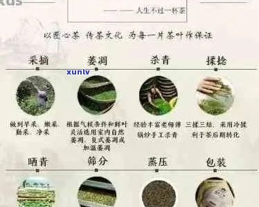 普洱茶的七大种类及其特点：全面了解普洱茶的分类与品味