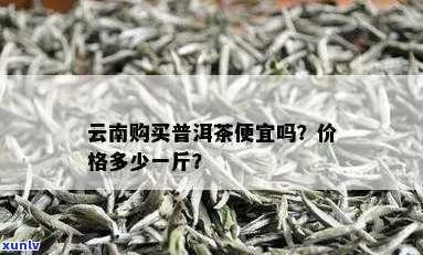 云南原普洱茶价格高吗现在多少钱一斤？