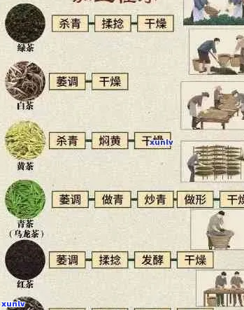 全面掌握普洱茶炒茶技巧：从选购原料到成品呈现，详尽步骤解析