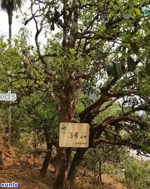 红中红普洱茶产地简介：云南大理，古树茶韵，品质上乘。