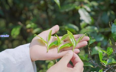 普洱茶：树种分类及其品种特点探究