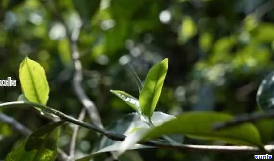 普洱茶树种的多样性及其各自特点：从生态环境到茶叶品质的影响