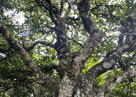 正宗冰岛茶多少钱一瓶：包含盒装和散装价格，不包含其他字眼