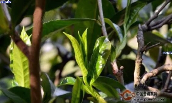 冰岛湖畔的古树生普洱茶：一场茶叶与自然的完美邂逅