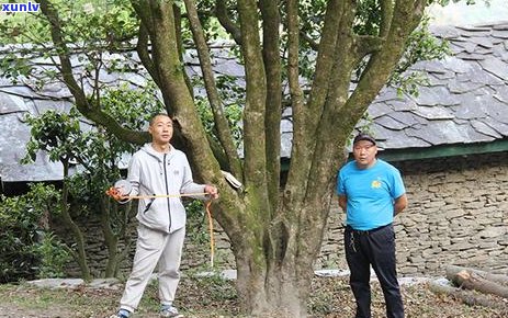 探究冰岛湖茶与冰岛茶之间的区别：从产地、 *** 工艺到口感的全方位对比