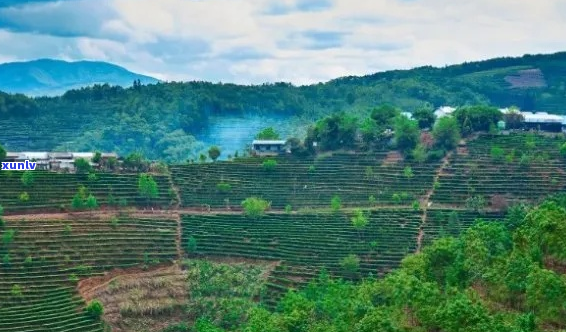 云南万重山普洱茶产地：探索世界茶源之美与茶文化之韵