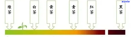 红茶、绿茶与普洱茶：详细对比，助您轻松选择最适合的茶叶类型