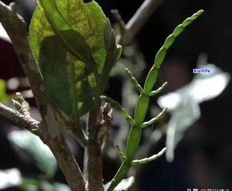 普洱茶古树的生长环境条件及生态环境：普洱茶古树生长于何处？