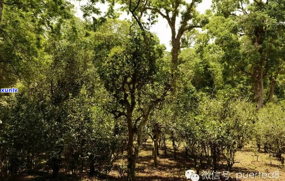 古树普洱茶生态环境特征及保护措