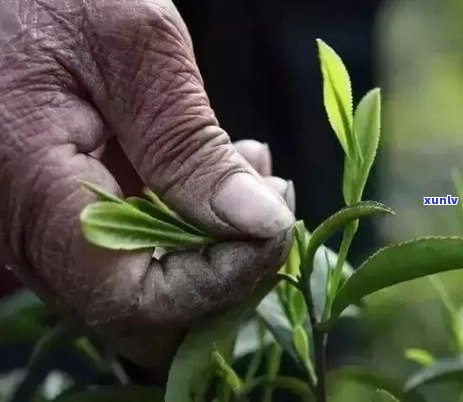 全面解析：十大高性价比山头普洱茶品种排名，助你轻松挑选最适合的普洱茶