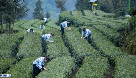 普洱茶性价比高的山头茶：哪些山头的普洱茶更具性价比？