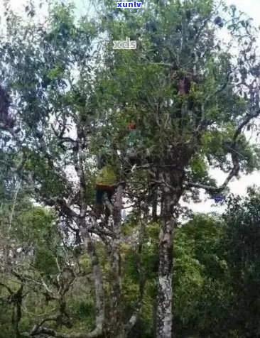 百年古茶树的观与品鉴：一次全方位的体验之旅