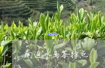 冰岛南迫的茶怎么样：价格，口感特点及与冰岛茶的区别