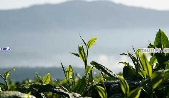 普洱茶：四川的特产吗？同时介绍普洱茶的产地和特点。