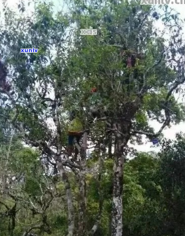 大树普洱茶的独特风味探究