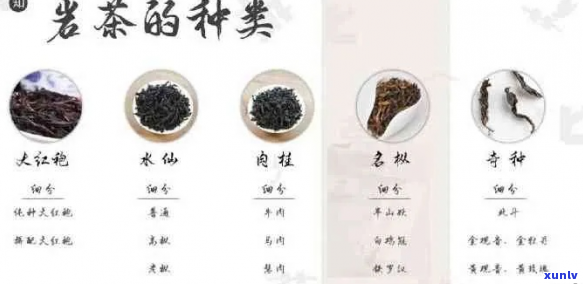 岩茶、普洱茶及两者之间的比较：一种全面的茶叶分类探讨