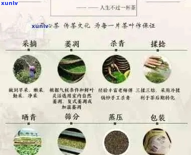 全面解析普洱茶老班章：品质、口感、功效与选购指南