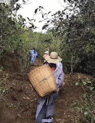 普洱茶成熟节及采摘时间：探讨普洱茶成熟的确切时刻与相关问题