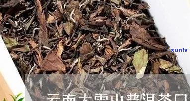 云南大雪山普洱茶的产地及其独特风味探析