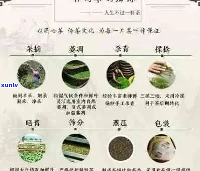 永明普洱茶品质、口感、功效及冲泡 *** 全面解析，助您选购适合自己的好茶