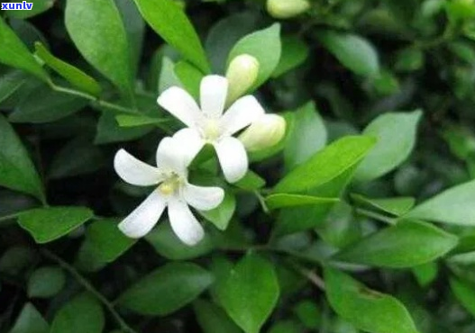 九里香花未全开能泡茶吗？有吗？