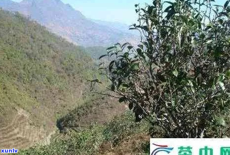 永德大雪山茶海拔高度及特点介绍：云南省永德县大雪山茶产区概况