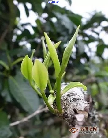 普洱茶适合在冬天饮用吗？如何正确选择和品饮普洱茶以保持健？