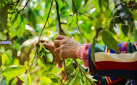 老班章普洱茶：独特风味、显著功效与收藏价值探析