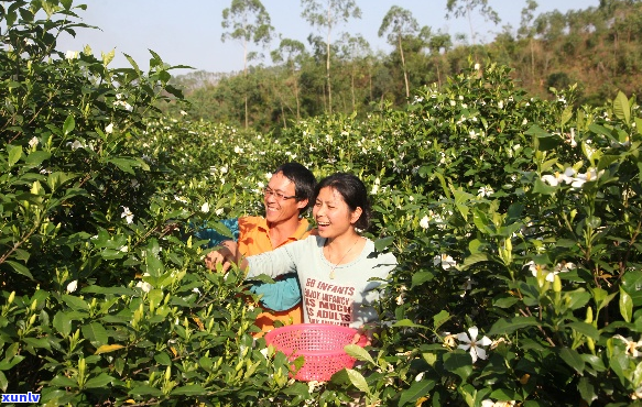 栀子花茶-栀子花茶肖体华