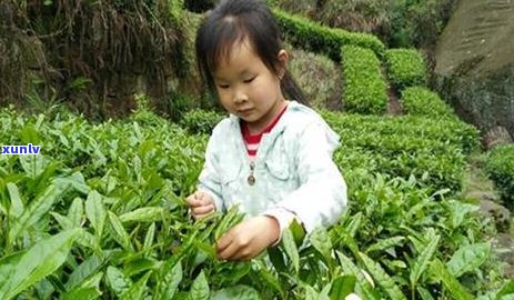 栀子花窨制茶品种推荐大全及价格，想知道哪种品种好吗？