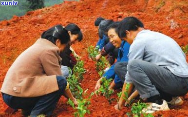 全面解析栀子花茶价格：了解购买这款名贵茶叶所需费用及优信息